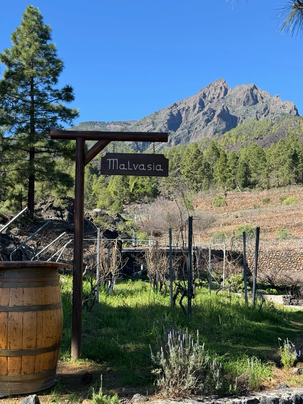 Viñedo de malvasía en el Valle de Güímar, Tenerife: un cartel de madera con la palabra Malvasía escrita a mano, cepas podadas sobre suelo volcánico, muros de piedra seca, pino canario y las cumbres rocosas de Siete Lomas al fondo.