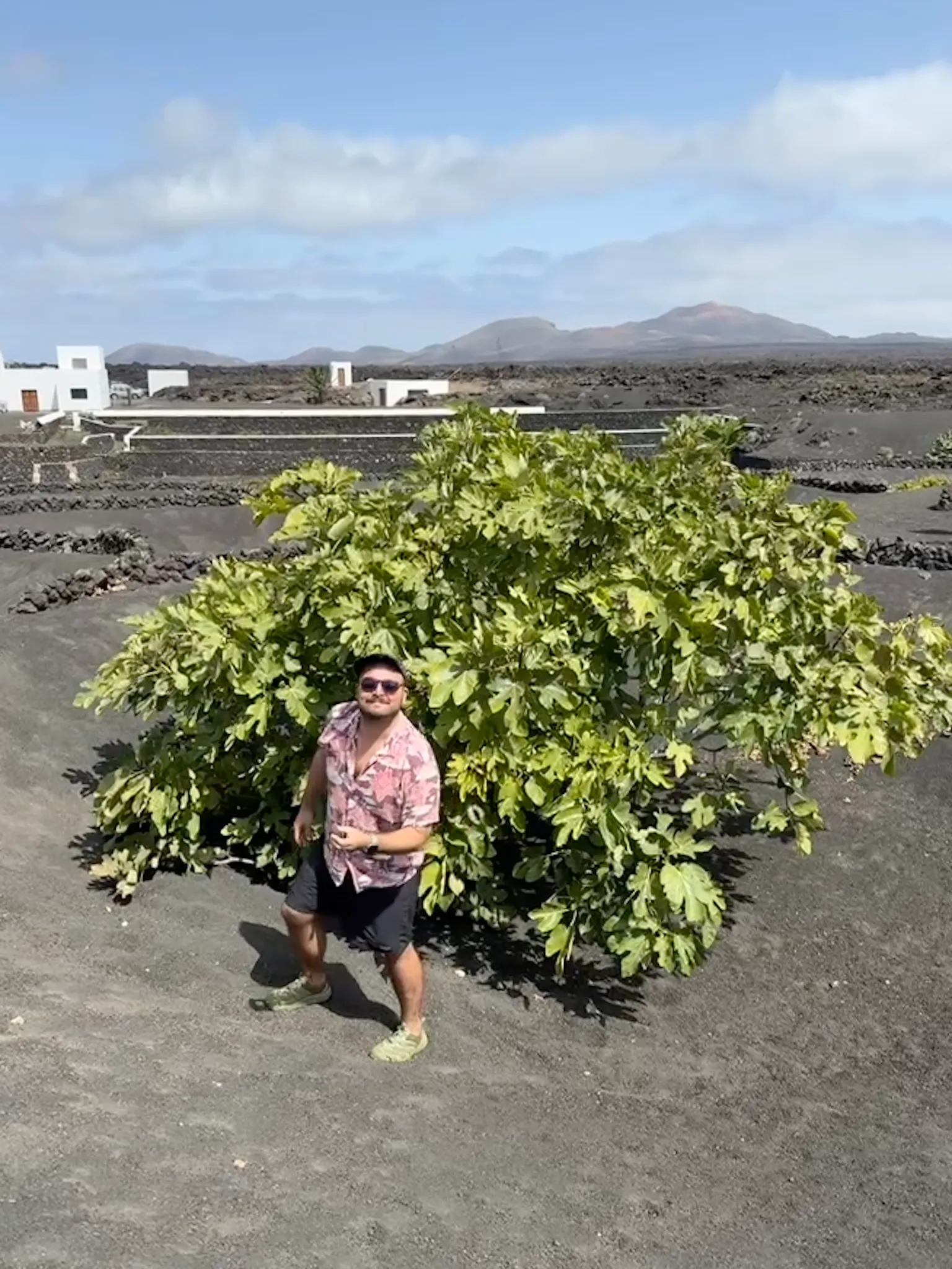 Viñedo de La Geria en Lanzarote: hoyos cavados en picón negro protegidos por muros de piedra en media luna (zocos), con una higuera verde creciendo dentro de la ceniza volcánica y conos volcánicos al fondo.